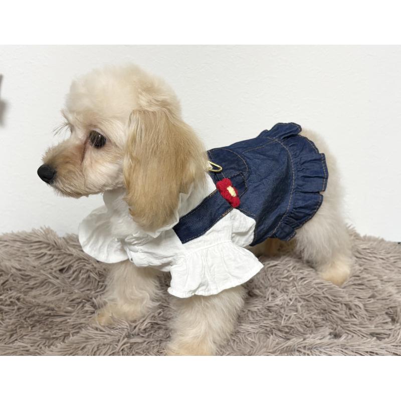 販売中の埼玉県のポメプー:ポメラニアン×トイプードル-422717の2枚目