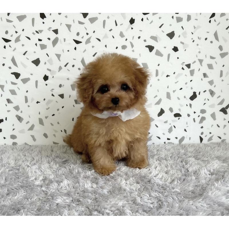 販売中の福岡県のティーカッププードル-416461