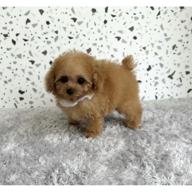 成約済の福岡県のティーカッププードル-416461の4枚目