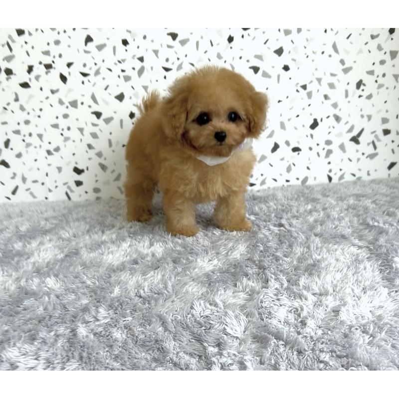 成約済の福岡県のティーカッププードル-416461の3枚目