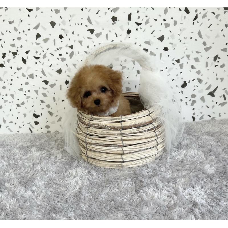 成約済の福岡県のティーカッププードル-416461の2枚目