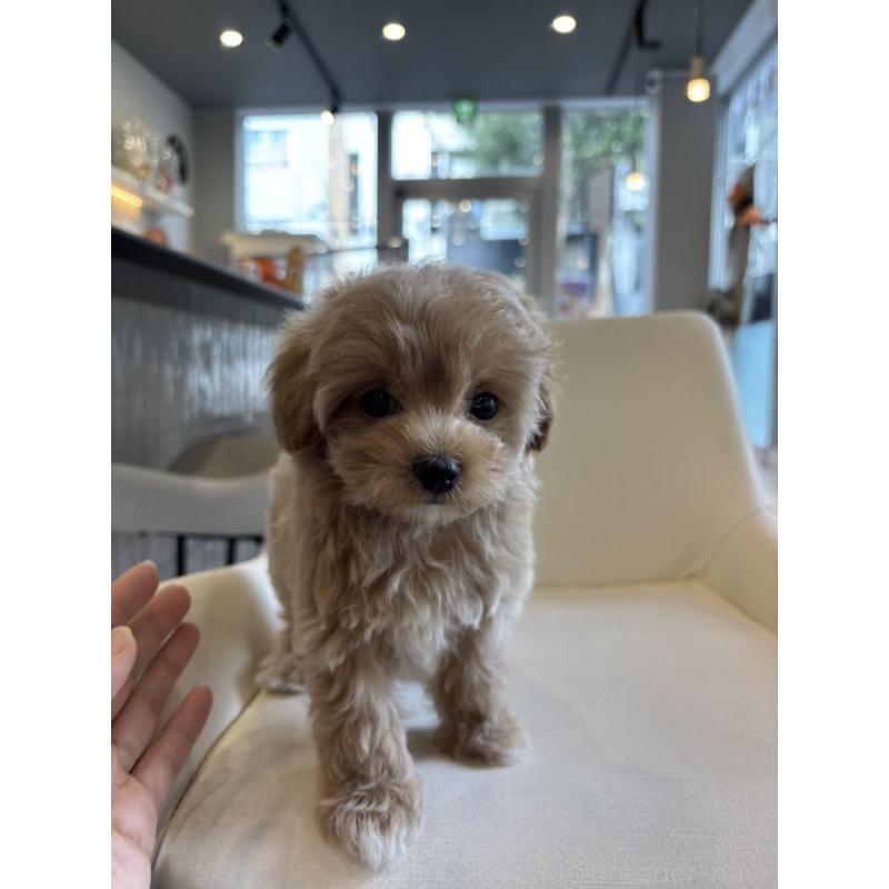 成約済の東京都のマルプー:マルチーズ×トイプードル-413687の2枚目