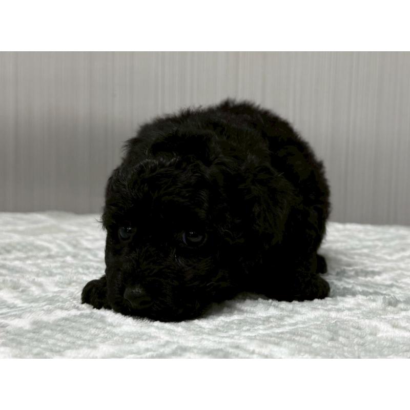 販売中の東京都のタイニープードル-422723の7枚目