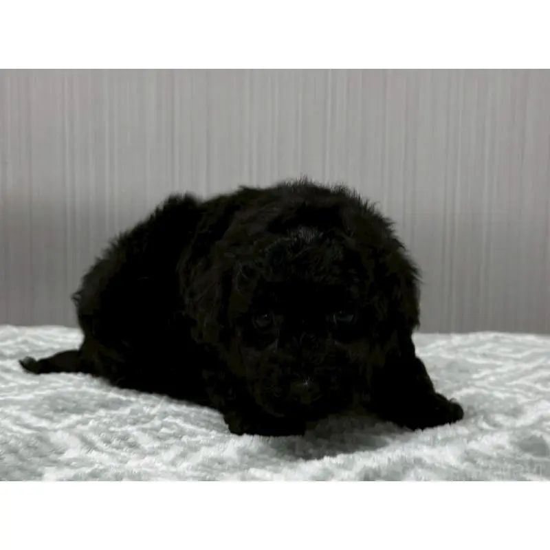 販売中の東京都のタイニープードル-422723の1枚目