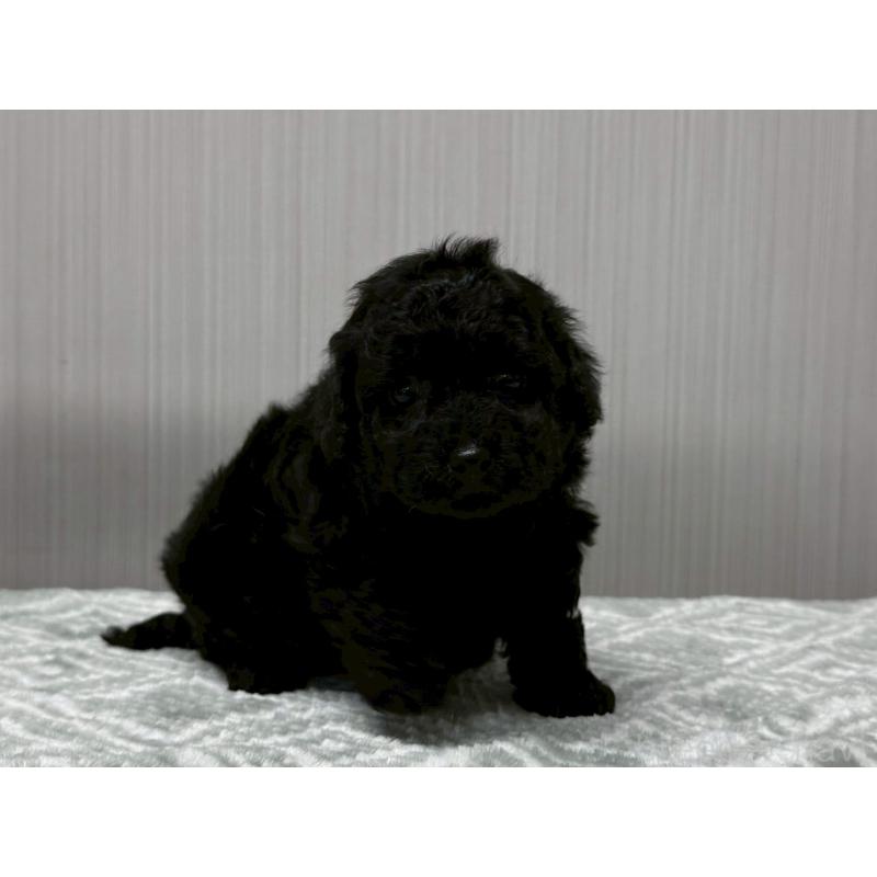 販売中の東京都のタイニープードル-422723の6枚目