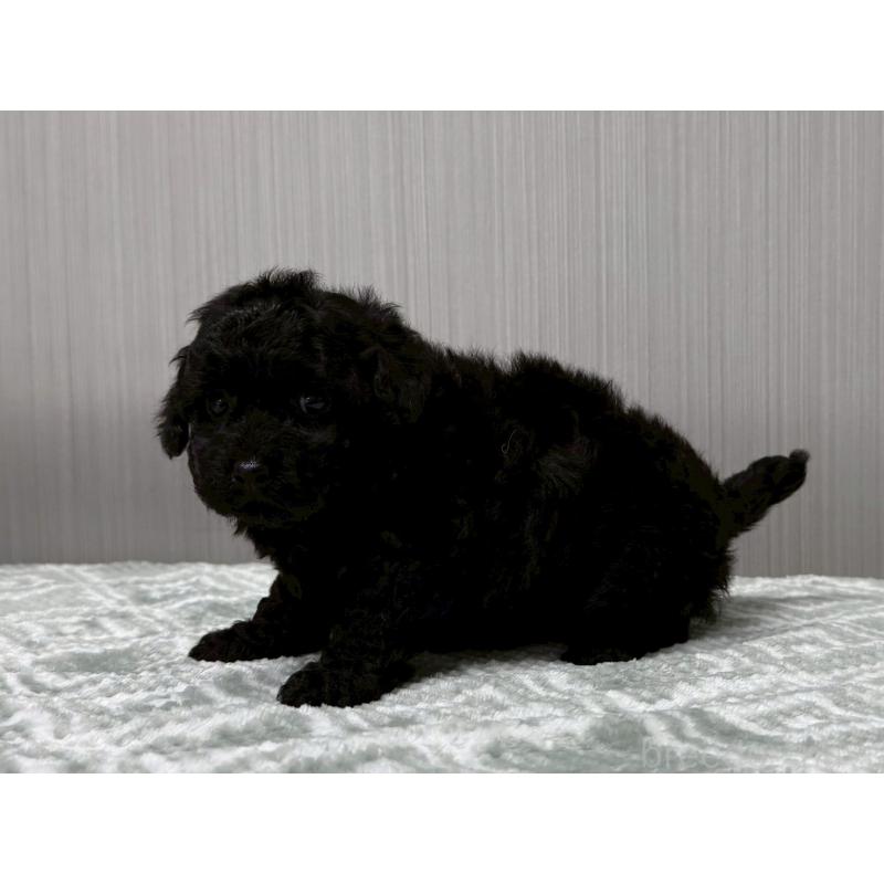 販売中の東京都のタイニープードル-422723の5枚目