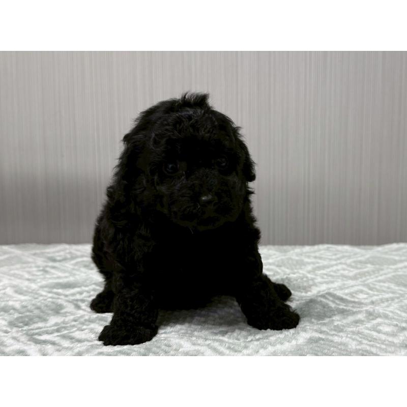 販売中の東京都のタイニープードル-422723の3枚目