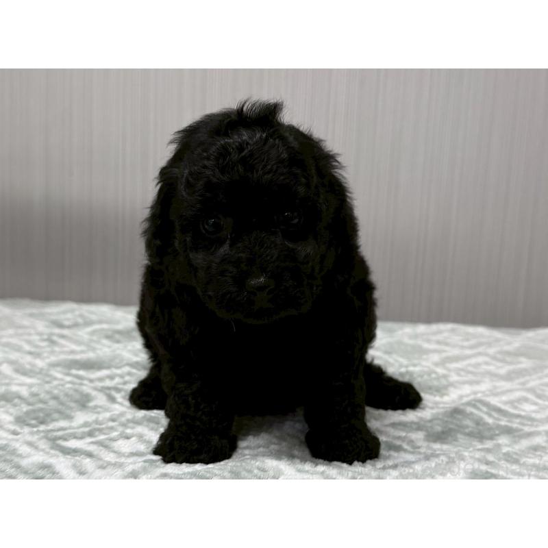 販売中の東京都のタイニープードル-422723の4枚目