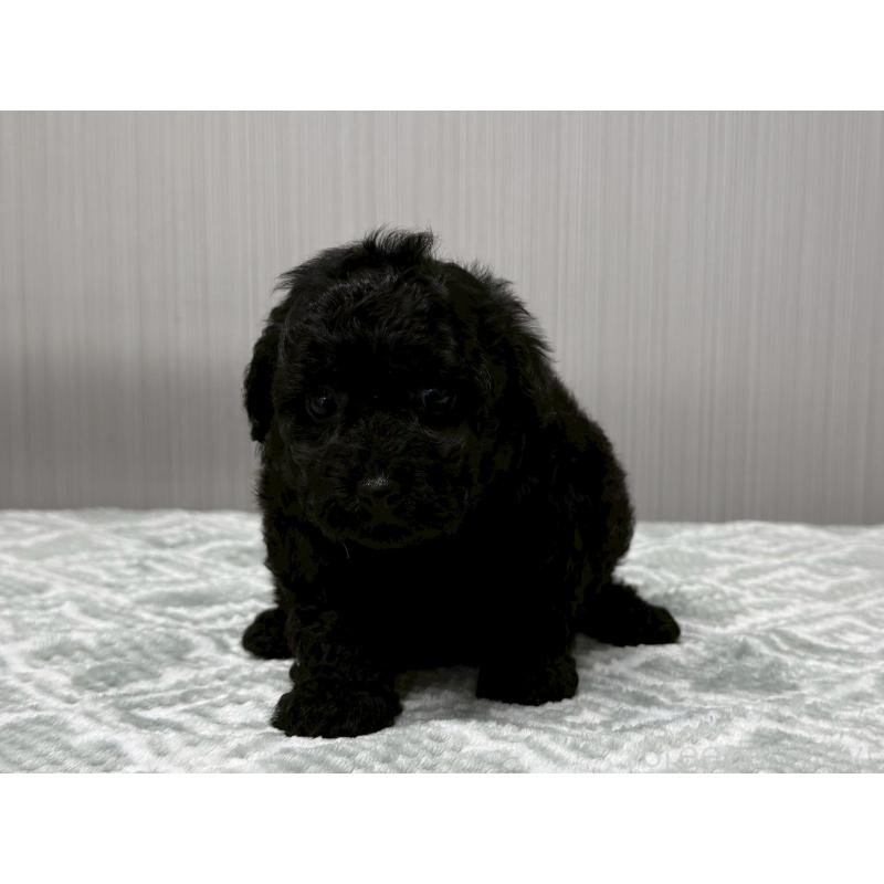 販売中の東京都のタイニープードル-422723の2枚目