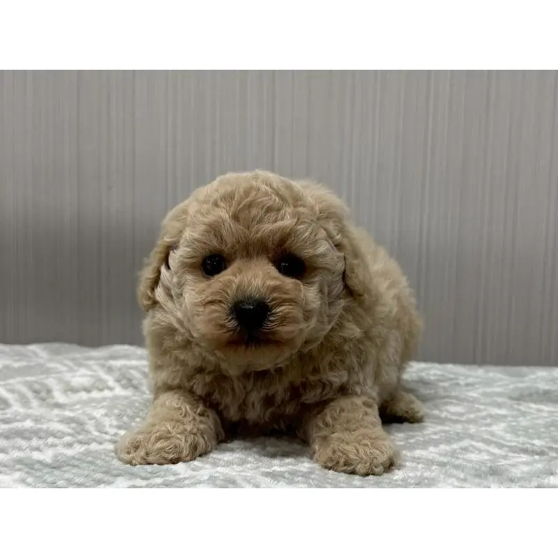 販売中の東京都のタイニープードル-422724の6枚目