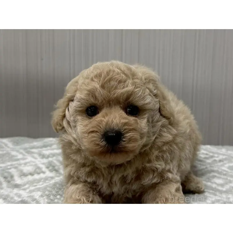 販売中の東京都のタイニープードル-422724