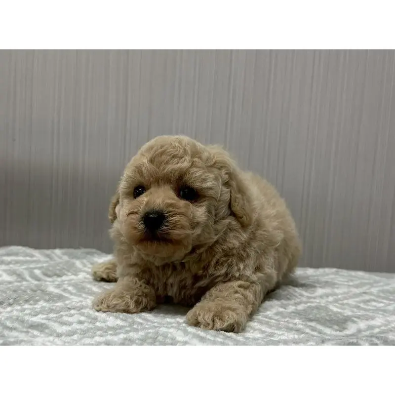 販売中の東京都のタイニープードル-422724の3枚目