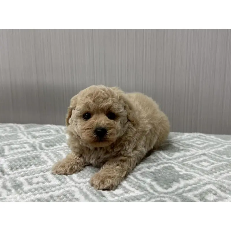 販売中の東京都のタイニープードル-422724の4枚目