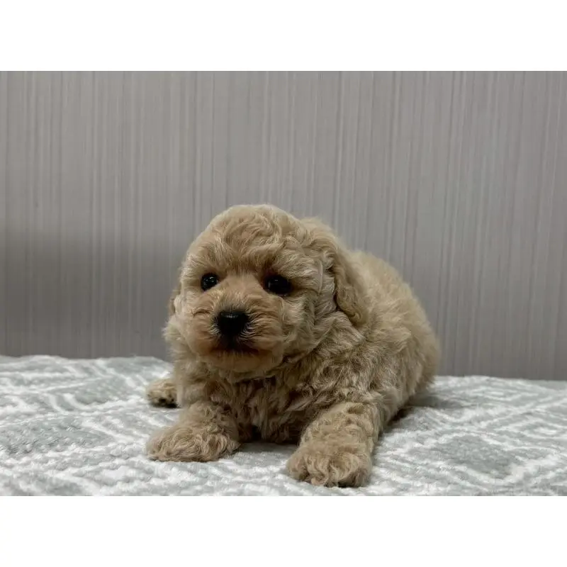 販売中の東京都のタイニープードル-422724の2枚目