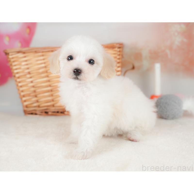 販売中の栃木県のビションプー:ビションフリーゼ×トイプードル-422726の6枚目