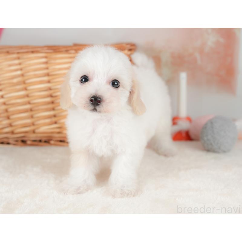 販売中の栃木県のビションプー:ビションフリーゼ×トイプードル-422726の5枚目