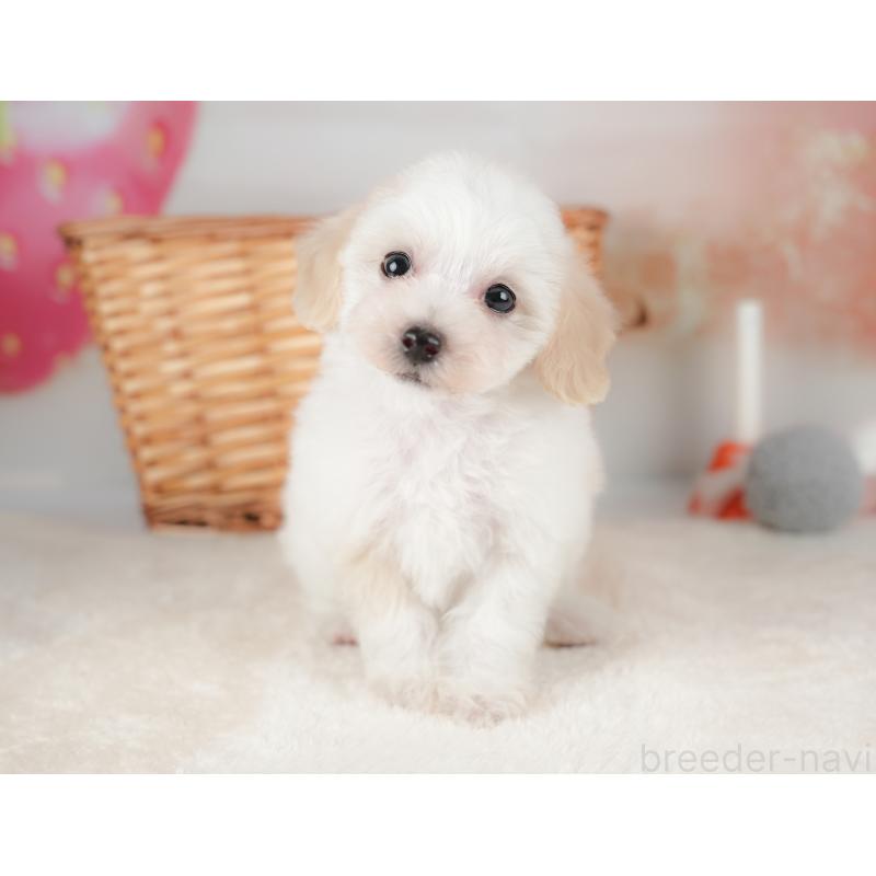 販売中の栃木県のビションプー:ビションフリーゼ×トイプードル-422726の4枚目