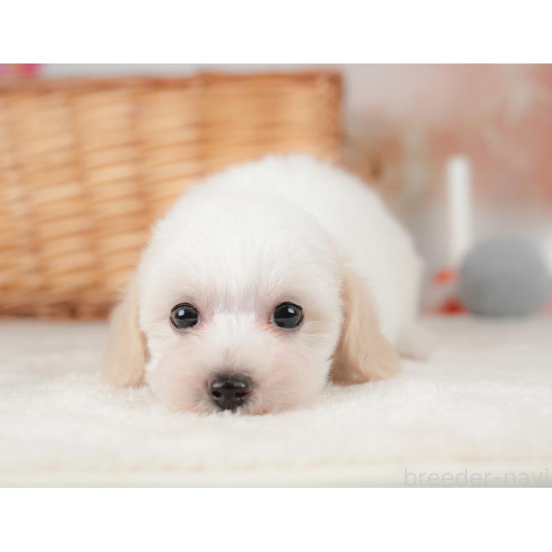 販売中の栃木県のビションプー:ビションフリーゼ×トイプードル-422726の3枚目