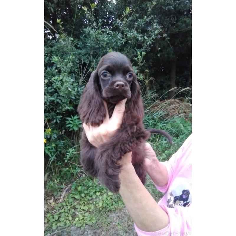 販売中の奈良県のアメリカンコッカースパニエル-422727の3枚目