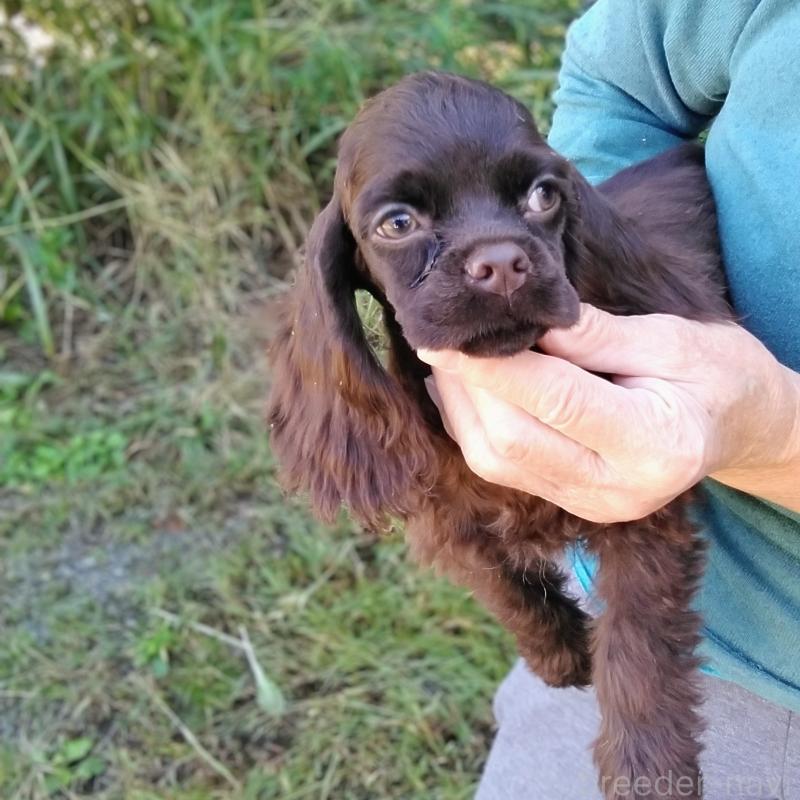 販売中の奈良県のアメリカンコッカースパニエル-422727の1枚目