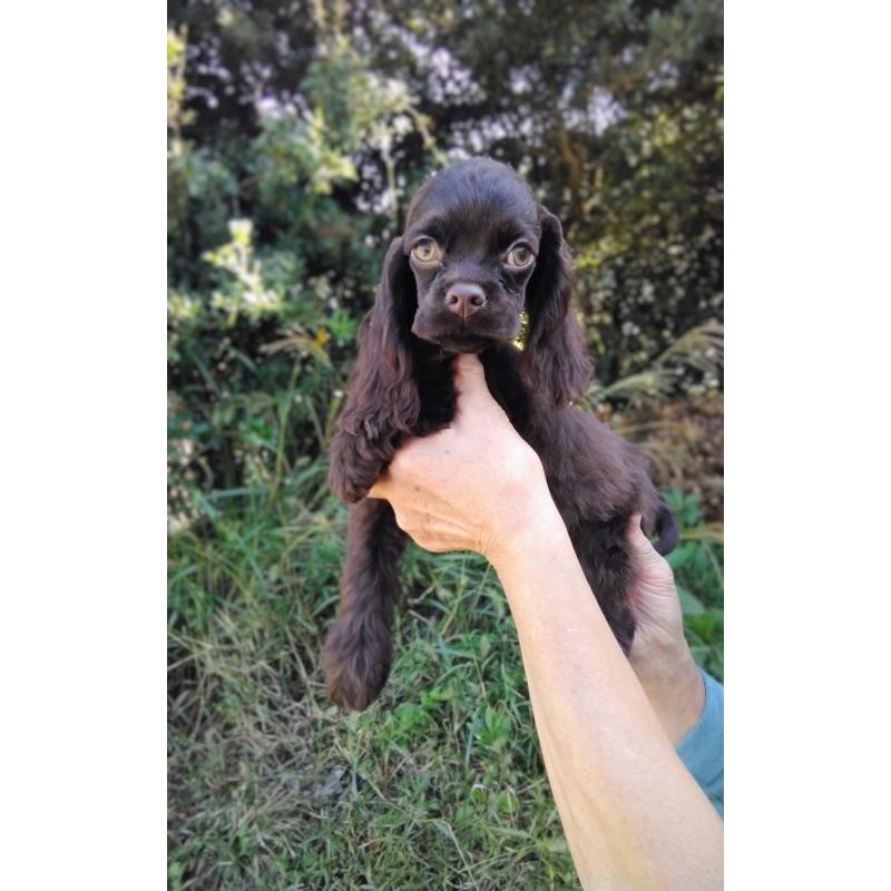 販売中の奈良県のアメリカンコッカースパニエル-422727の2枚目