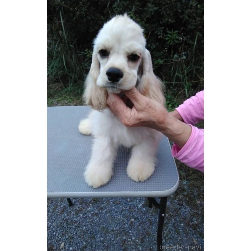 販売中の奈良県のアメリカンコッカースパニエル-405724