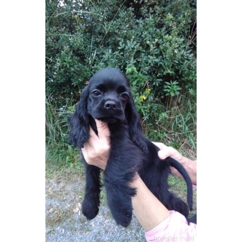 販売中の奈良県のアメリカンコッカースパニエル-417097