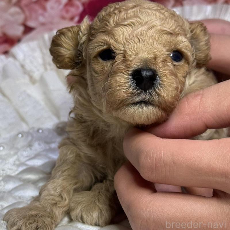 販売中の広島県のタイニープードル-422728の5枚目
