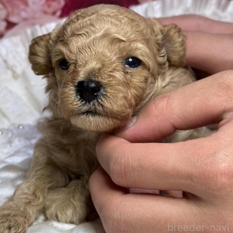 販売中の広島県のタイニープードル-422728の4枚目