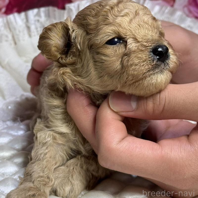 販売中の広島県のタイニープードル-422728の3枚目