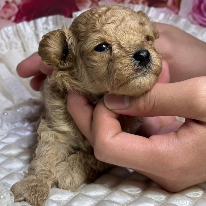 販売中の広島県のタイニープードル-422728の2枚目