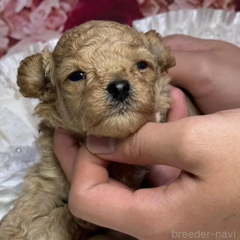 販売中の広島県のタイニープードル-422728