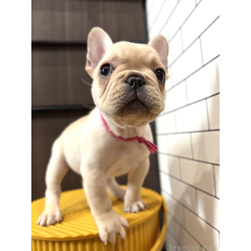 販売中の徳島県のフレンチブルドッグ-419487