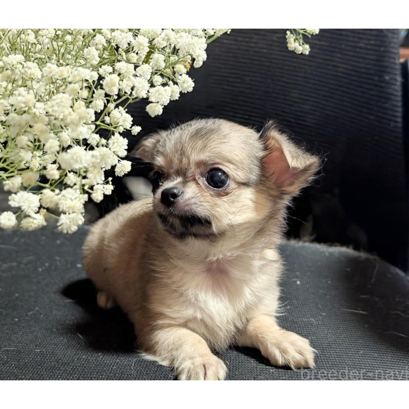 販売中の静岡県のチワワ(ロングコート)-414166の2枚目