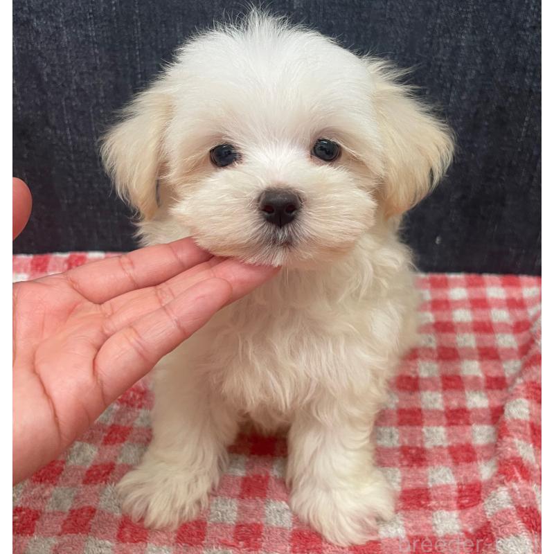 商談中の静岡県のマルプー:マルチーズ×トイプードル-421585の12枚目