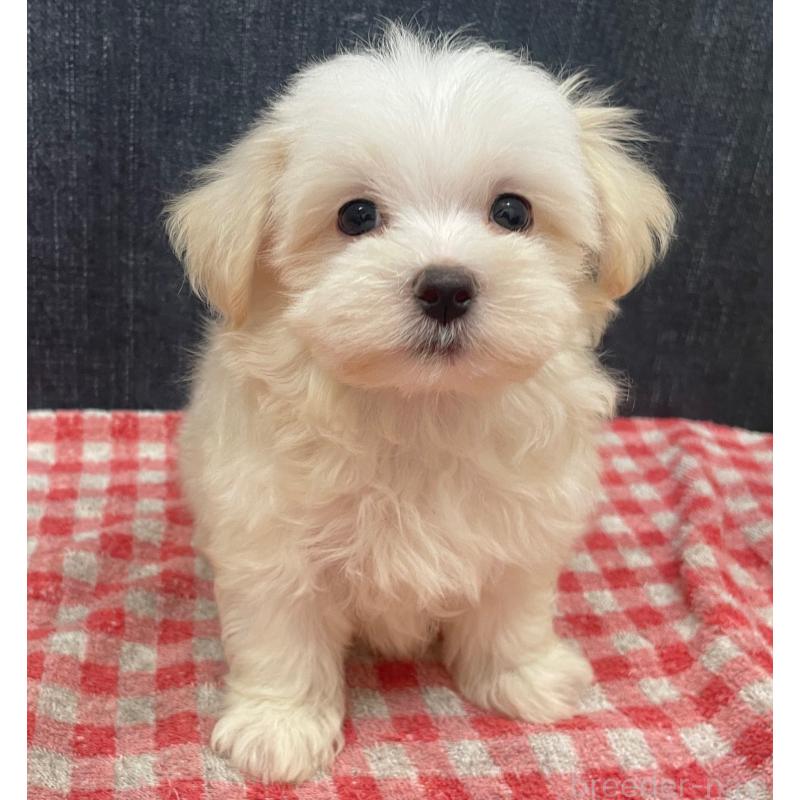 商談中の静岡県のマルプー:マルチーズ×トイプードル-421585の11枚目