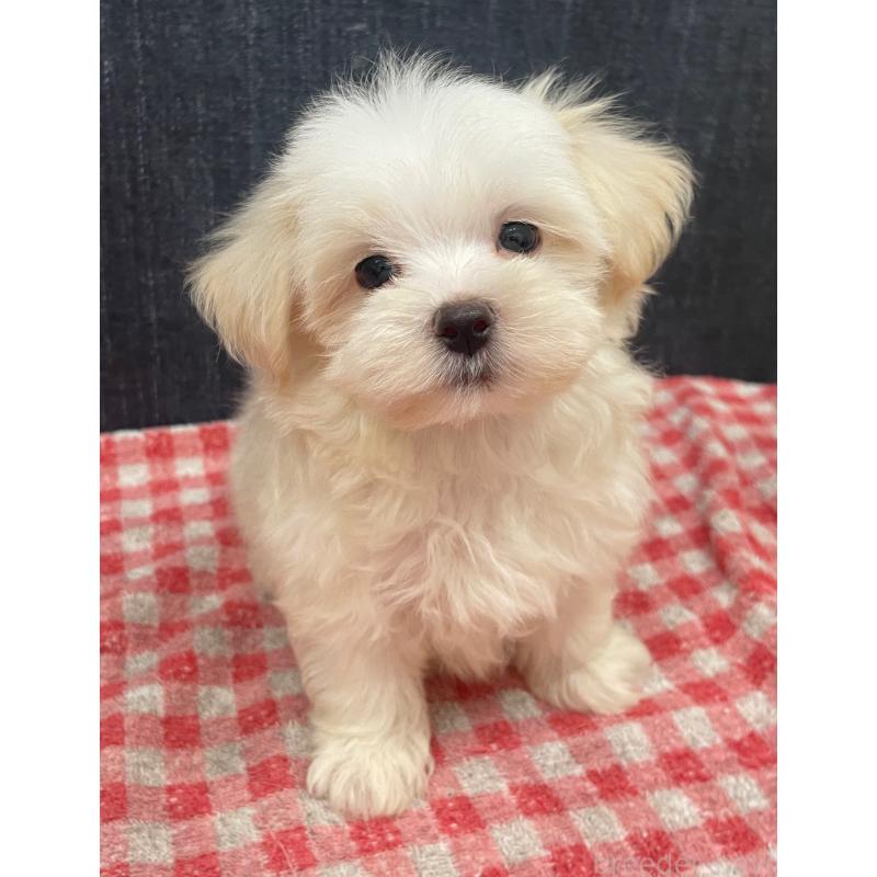 商談中の静岡県のマルプー:マルチーズ×トイプードル-421585の10枚目