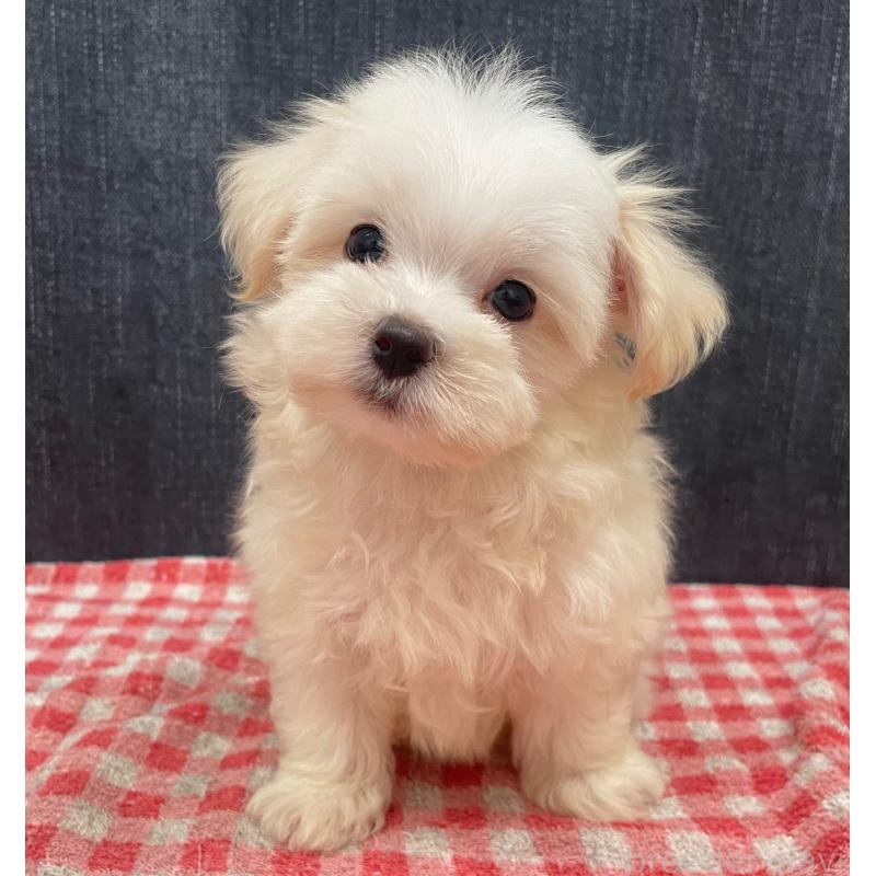 商談中の静岡県のマルプー:マルチーズ×トイプードル-421585の9枚目