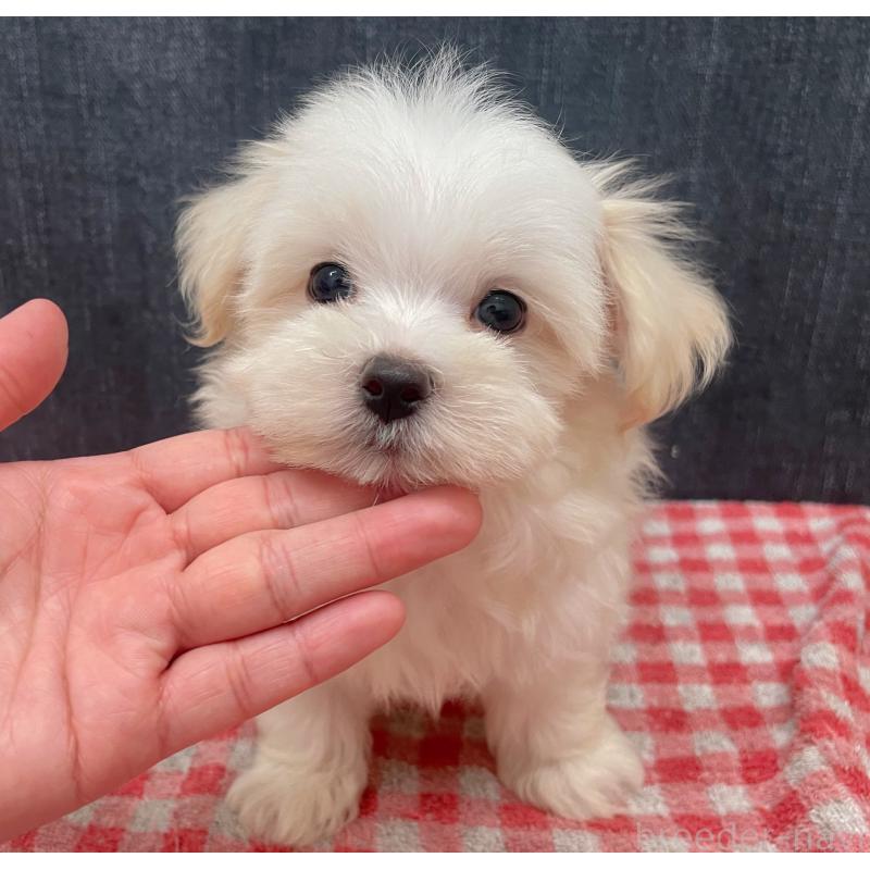 商談中の静岡県のマルプー:マルチーズ×トイプードル-421585の8枚目