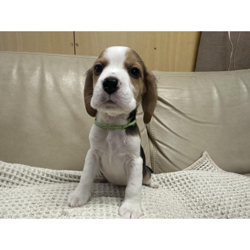 販売中の北海道のビーグル-422734の7枚目