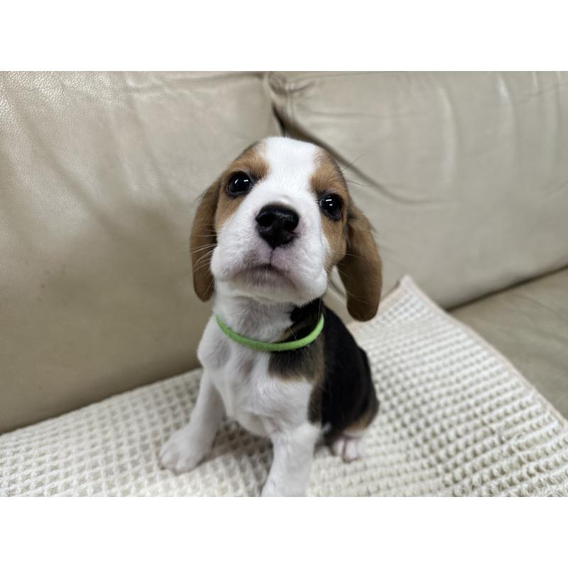 販売中の北海道のビーグル-422734の6枚目