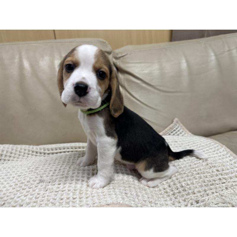 販売中の北海道のビーグル-422734の5枚目