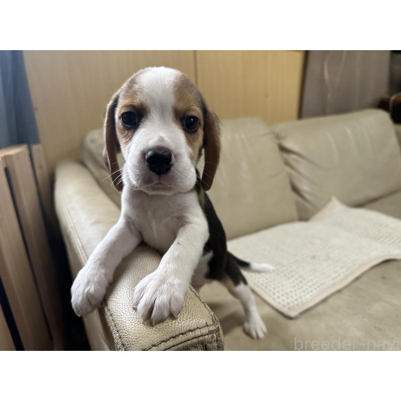 販売中の北海道のビーグル-422734の4枚目