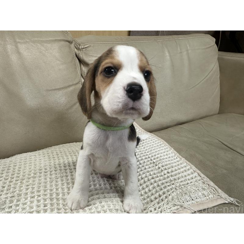 販売中の北海道のビーグル-422734の3枚目