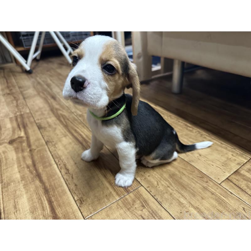 販売中の北海道のビーグル-422734の2枚目