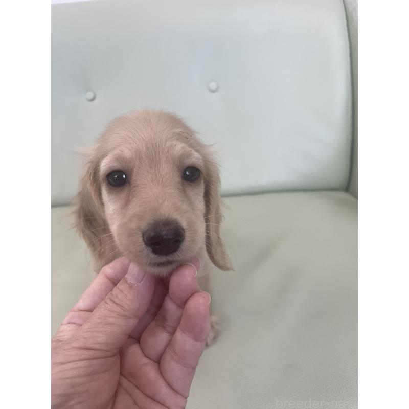 販売中の福岡県のカニンヘンダックスフンド(ロングヘアード)-418674の5枚目