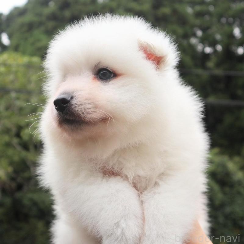 販売中の千葉県の日本スピッツ-422732の4枚目