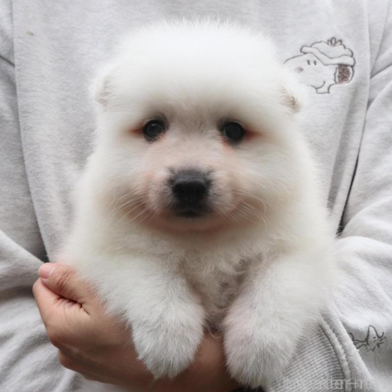 販売中の千葉県の日本スピッツ-422732の3枚目