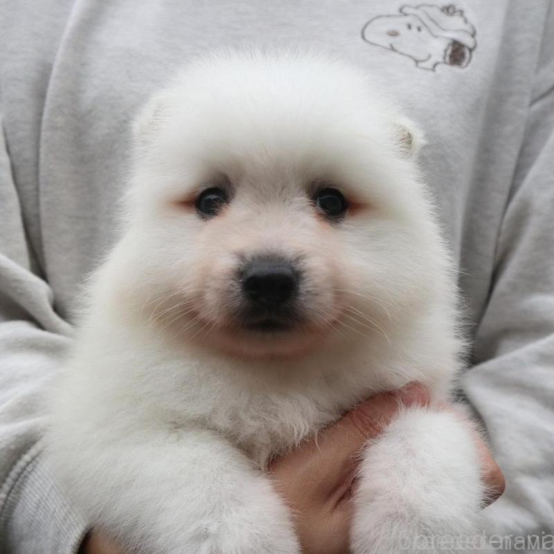 販売中の千葉県の日本スピッツ-422732の2枚目