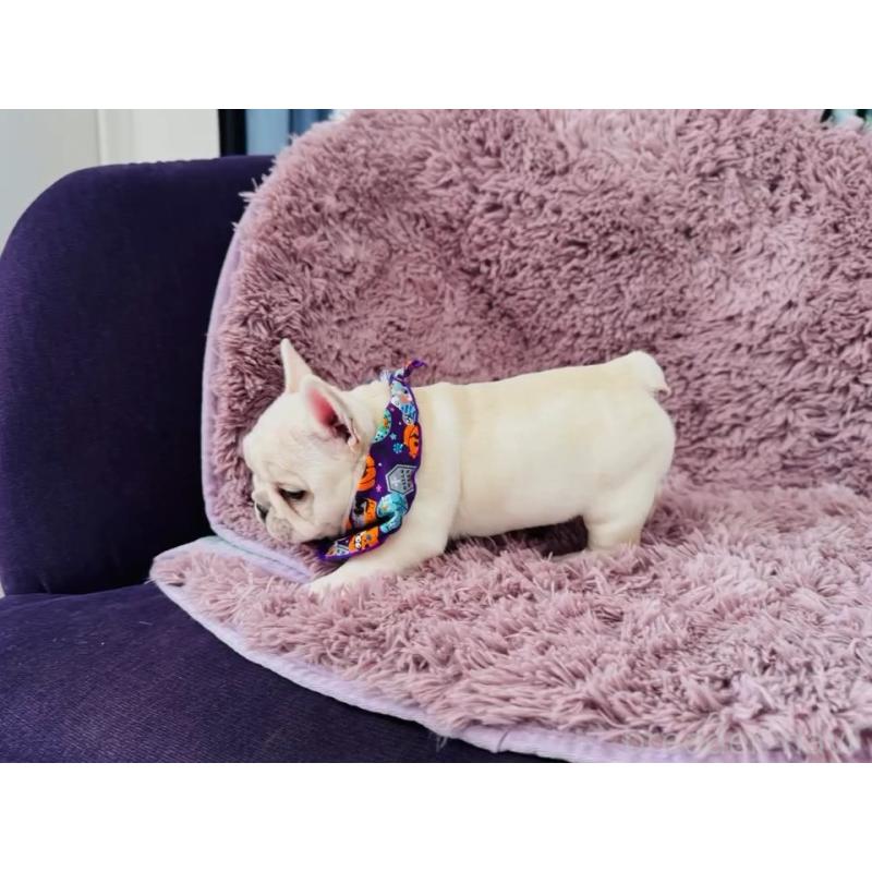 販売中の神奈川県のフレンチブルドッグ-422733の14枚目